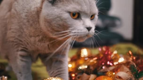 고양이는 방에서 크리스마스 장식의 배경에 닫으세요 사이드 카메라에 호기심이 부드러운 — 비디오