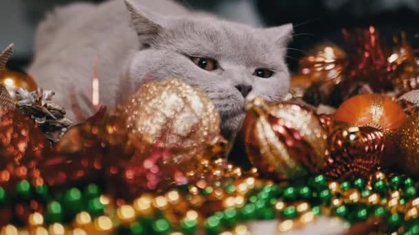 Gato Doméstico Jugando Con Bolas Árbol Navidad Piso Habitación Cerca — Vídeos de Stock