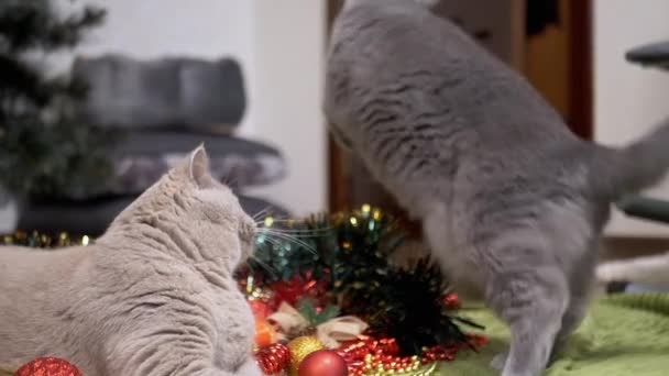 Zwei Verspielte Katzen Spielen Mit Weihnachtsdekoration Und Weihnachtsspielzeug Kugeln Flauschige — Stockvideo
