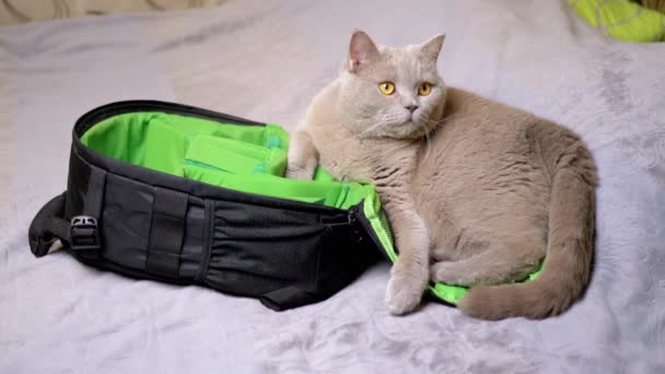 Szary Brytyjski Kot Odpoczywający Łóżku Obok Otwartego Plecaka Sypialni Portret — Wideo stockowe