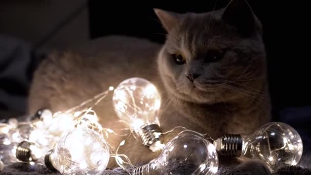 Lâmpadas Decorativas Brilhantes Deitam Fundo Gato Quarto Escuro Fecha Fundo — Vídeo de Stock