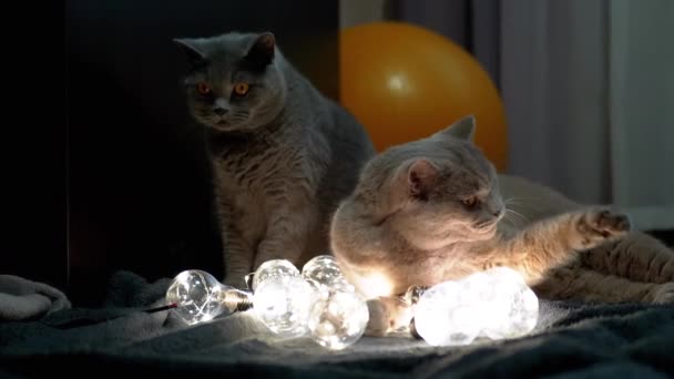 Dois Grandes Gatos Escoceses Descansando Com Lâmpadas Brilhantes Natal Quarto — Vídeo de Stock