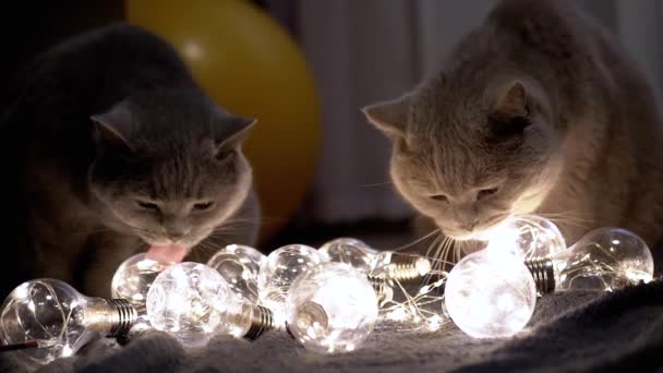 两只苏格兰大猫在黑暗房间里玩圣诞明亮的灯泡 黑暗的背景靠近点晚上好很多发光的装饰灯泡 昏暗的光 2024年晚上好室内环境 — 图库视频影像