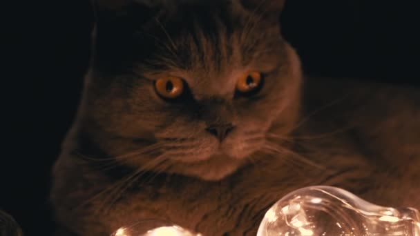 Cerca Sleepy Scottish Cat Descansando Con Luces Brillantes Navidad Dark — Vídeo de stock