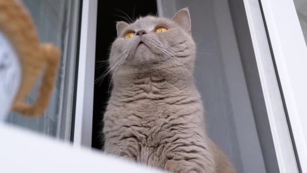 閉じる 灰色のふわふわの猫は オープンウィンドウの近くのウィンドウに座って 遠くを見ています ボトムビュー インド人 バルコニー ポートレート 緑色の目をした退屈なピューレッドキャットの顔 朝から — ストック動画