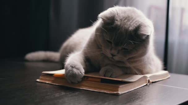 놀라운 스코틀랜드 고양이는 어두운 방에서 펜으로 테이블에 재생합니다 클로즈업 고립됐어 — 비디오