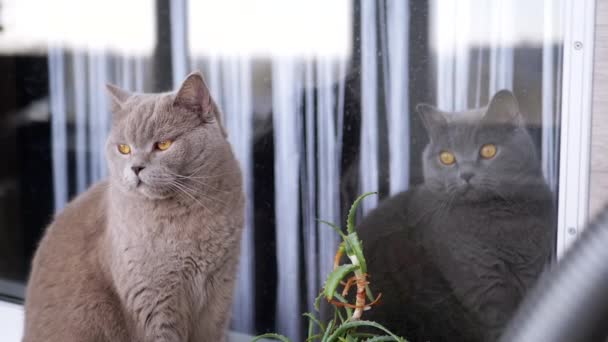 2つの灰色の英国の猫が窓の近くに座っています ガラスの後ろに クローズアップ サンライト バルコニーに緑色の目が残っている素敵なピューレッドフワッピー猫 アロエベラの花 ペット — ストック動画