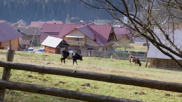 Kráva Pasoucí Zelené Pastvině Horách Proti Venkovským Domům Plot Běžící — Stock video