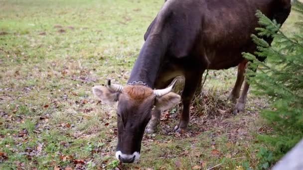 Brown Cow Grazes Płotem Zielonym Pastwisku Upadłymi Jesiennymi Liśćmi Zamknij — Wideo stockowe