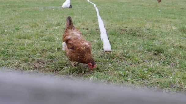 Eén Grote Bruine Kip Graast Het Groene Gras Buitentuin Een — Stockvideo