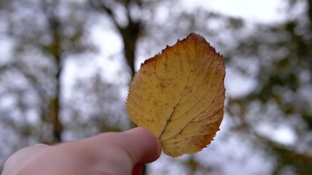 Mão Feminina Estende Uma Folha Outono Amarela Para Céu Nublado — Vídeo de Stock