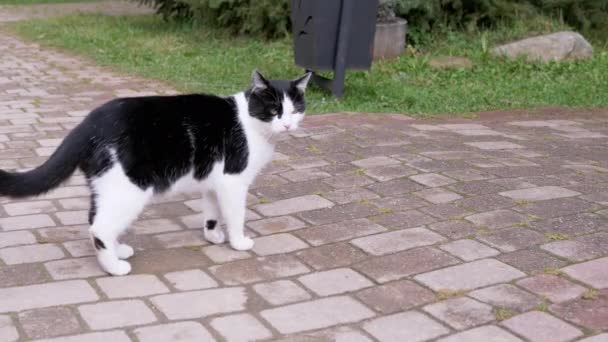 公园的人行道上 黑白相间的无家可归的猫在散步 复制空间 侧视图 饥饿的 活跃的 绿眼睛的街头猫在街上享受自由 阳光灿烂的日子 春天的时候 宠物狗 — 图库视频影像