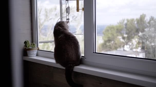 Graue Britische Katze Sitzt Auf Der Fensterbank Und Blickt Aus — Stockvideo