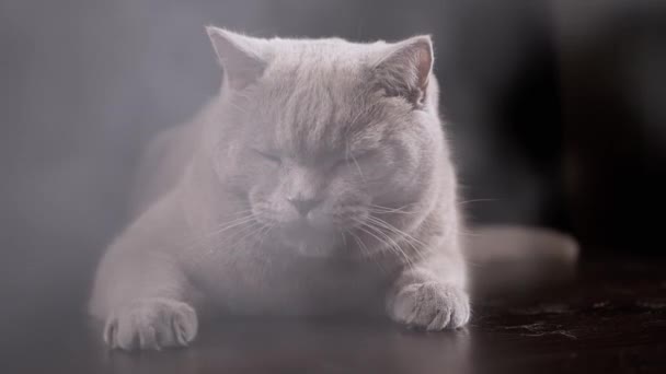 靠近一点 大灰绒绒猫躺在烟雾弥漫的房间的桌子上 一只沉睡的纯正猫在烟雾中凝视着的画像 模糊的背景 — 图库视频影像