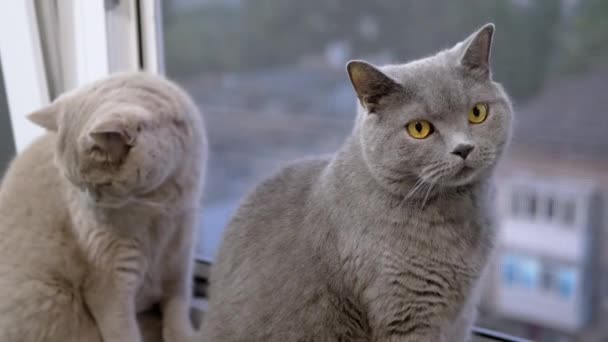 Twee Grote Huiskatten Zitten Vensterbank Kijkend Uit Het Raam Sluit — Stockvideo