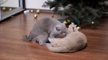 İki Güçlü Koca Kabarık Tüylü Gri Ev Kedisi Odada Yerde Kavga Ediyor. Safkan İngiliz kedilerinin savaşı bir Noel ağacının arka planında. Kediler ısırır, saldırır. Ağır çekim. 2025.