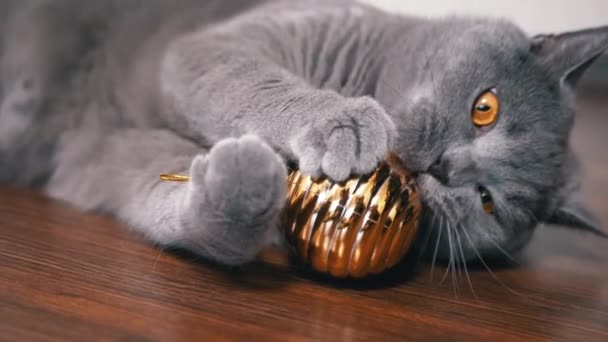 Grijze Britse Speelse Kat Spelen Met Kerstmis Glanzende Gouden Bal — Stockvideo