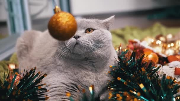 Ręczna Zabawa Błyszczącą Piłką Kotem Podłogi Świątecznych Dekoracjach Zamknij Drzwi — Wideo stockowe