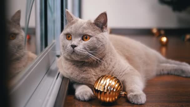 Gray Scottish Cat Lies Floor Christmas Ball Reflected Mirror Close — Stock Video