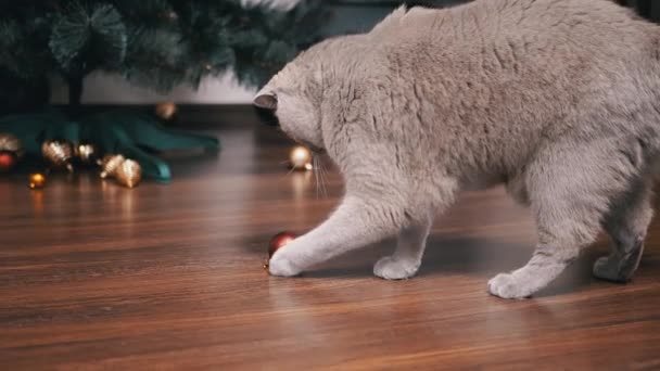 Active Gray British Cat Bawi Się Świąteczną Piłką Podłodze Pokoju — Wideo stockowe