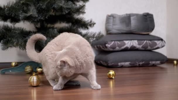 Active Gray British Cat Plays Christmas Ball Пол Room Закрывай — стоковое видео