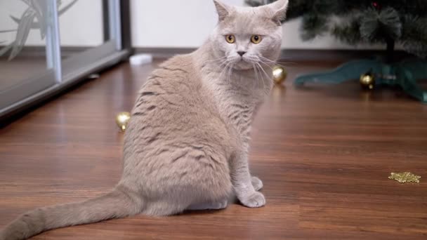 近づいて クリスマスツリーの近くの空の部屋で床に座っている猫 ポートレイト 国内の灰色のイギリスの猫は 離れて見て クリスマスの装飾の背景に対して屋内で休んでいます 2025年 アメリカ合衆国 — ストック動画