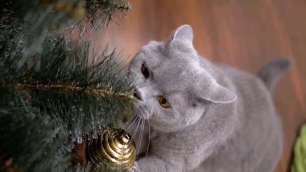 Zamknij Się Brytyjski Szary Kocie Bawiący Się Świątecznymi Dekoracjami Gałęzi — Wideo stockowe