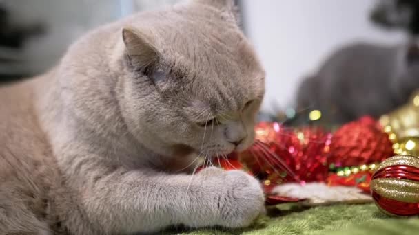 部屋の床にクリスマスツリーボールで遊ぶ国内猫 閉じます クリスマスの背景の面白い灰色の猫は 光沢のあるカラフルなクリスマスの装飾 おもちゃ そしてガーランド メリークリスマス 2025 — ストック動画