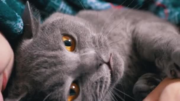 Close Child Strokes Head Gray Fluffy British Cat His Hand — Vídeo de Stock