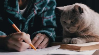 Dişi El, Masadaki Kedi 'yle birlikte Not Defterine Kalem Yazar. Kapatın. Bulanık hareket. Karanlık oda. Kız evcil hayvanla ödev yapıyor. Evde eğitim al. Gece vakti. Gölge. Akşam yatak odasında..