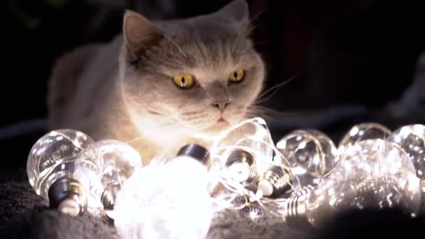 暗い部屋で輝く装飾的な電球が付いている遊び心のあるふわふわの猫の座席 クローズアップ 暖かい光でクリスマスライトのガーランド ダークバック インド人 新しい年 ペット イブニング 居心地の良い雰囲気 — ストック動画