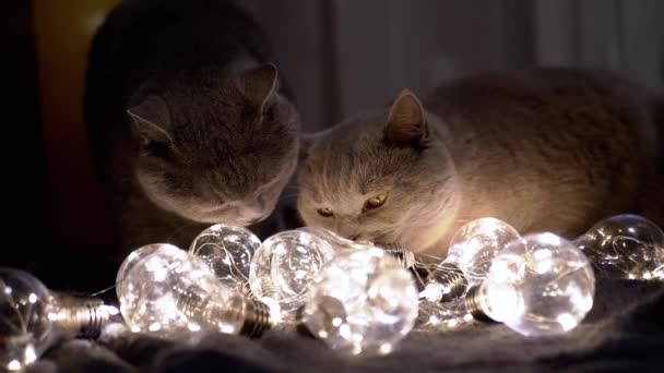 Dwa Duże Szkockie Koty Bawiące Się Żarówkami Ciemnym Pokoju Mroczne — Wideo stockowe