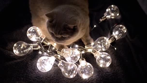 빛나는 전구는 어두운 방에서 고양이의 배경에 누워있다 닫으세요 검은색 따뜻한 — 비디오