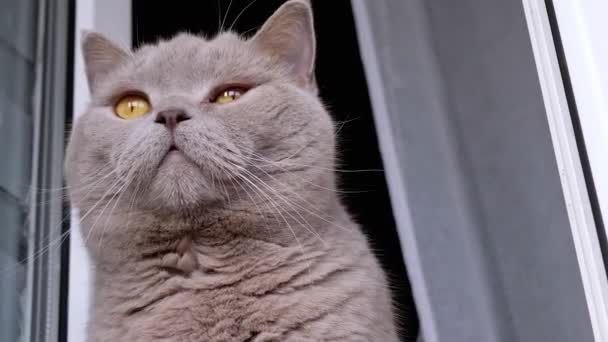 Zamknij Się Gray Fluffy Cat Siedzi Parapecie Przy Otwartym Oknie — Wideo stockowe