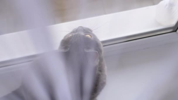 Gray British Cat Κάθεται Πίσω Από Μια Κουρτίνα Ένα Windowsill — Αρχείο Βίντεο