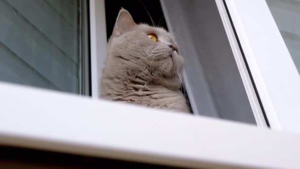 Yaklaş Gri Kabarık Kedi Açık Pencere Nin Yanında Pencere Kenarında — Stok video