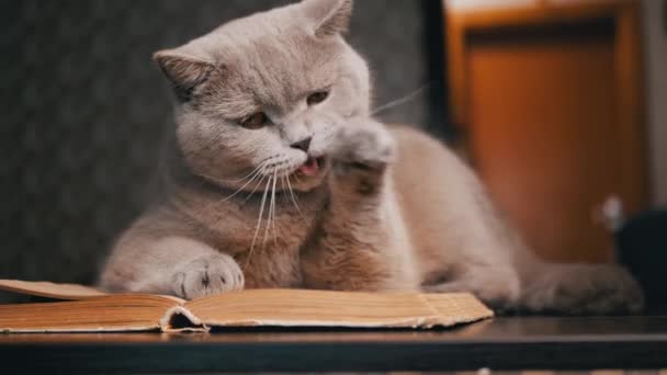 Närbild Gray Inhemska Cat Lies Öppen Bok Bordet Och Slickar — Stockvideo