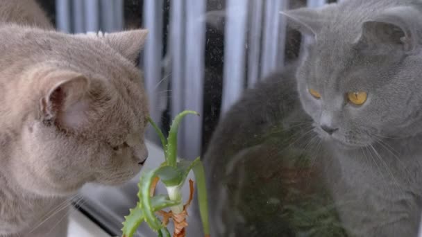 Δύο Γκρίζες Βρετανικές Γάτες Κάθονται Στο Windowsill Κοντά Στο Παράθυρο — Αρχείο Βίντεο