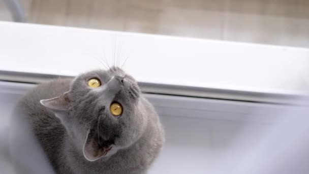灰色のイギリスの猫は窓の近くの窓のカーテンの後ろに座って 見上げます クローズアップ 孤立した 隠れたふわふわのイギリスのピューレッドネコの肖像画 ペットライフスタイル — ストック動画