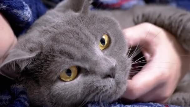 Närbild Child Strokes Head Gray Fluffy British Cat His Hand — Stockvideo
