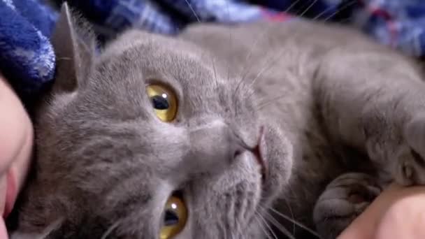 Närbild Child Strokes Head Gray Fluffy British Cat His Hand — Stockvideo
