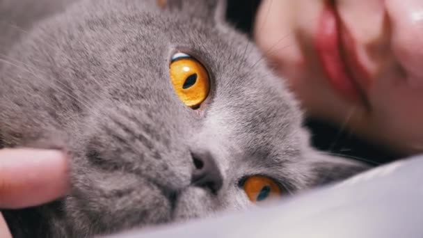Vicino Gray Fluffy British Cat Giace Accanto Bambino Addormentato Camera — Video Stock