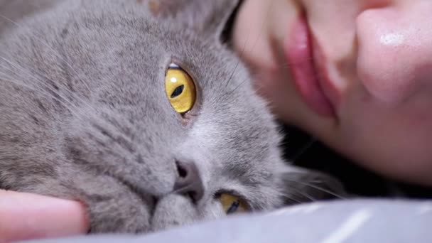 그레이 플러피 고양이는 침실에서 잠자는 누워있다 초상화요 고양이 카메라를 바라보는 스톡 비디오