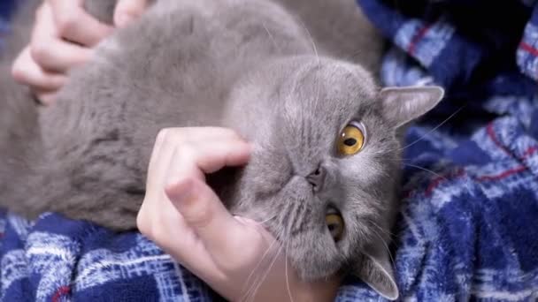 Close Child Strokes Head Gray Fluffy British Cat Met Zijn — Stockvideo