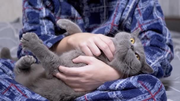 近点看 穿着睡衣的孩子抚摸着一只躺在怀里的灰毛茸茸的英国猫 在上床睡觉前 有爱心的男孩抱着他的宠物玩耍 休息一下宠物 — 图库视频影像