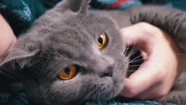 Zamknij Się Child Strokes Head Gray Fluffy British Cat Swoją — Wideo stockowe