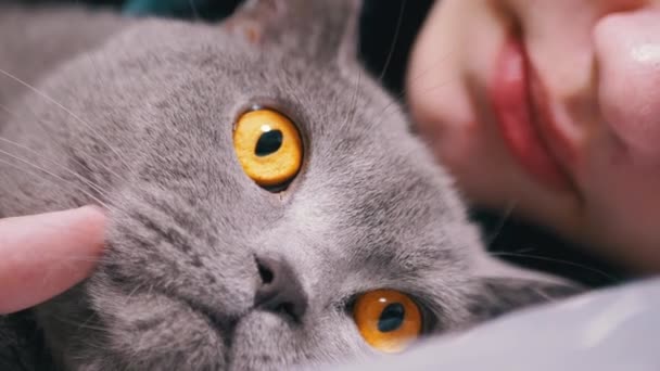 Närbild Gray Fluffy British Cat Lies Bredvid Ett Sovande Barn — Stockvideo