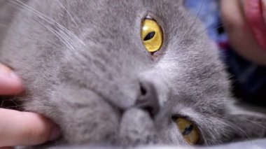 Yaklaş, Gri Kabarık İngiliz Kedisi Yatak Odasında Uyuyan Çocuk 'un yanında yatıyor. Portre. Kedi kafası. Kameraya bakan yeşil gözlü bir kedi. Bir çocuğun bulanık arkaplanı. Doku. Dinlen. Yatma zamanı..