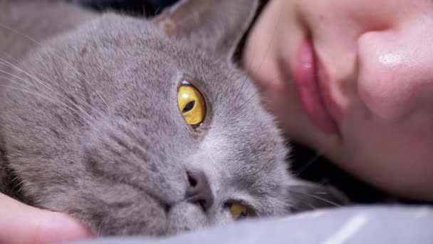 Närbild Gray Fluffy British Cat Lies Bredvid Ett Sovande Barn — Stockvideo