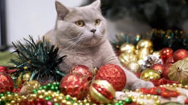 Gri İskoç Kedisi Arka planda Yerde Oturuyor Noel Ağacı Dekorasyonları. Kapatın. Parlak renkli Noel toplarında yeşil gözlü komik kedi, oyuncaklar, çelenkler. Oda. Mutlu Noeller, 2025.